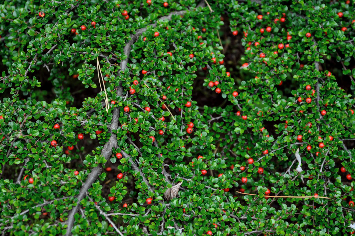 Image of Cotoneaster horizontalis specimen.