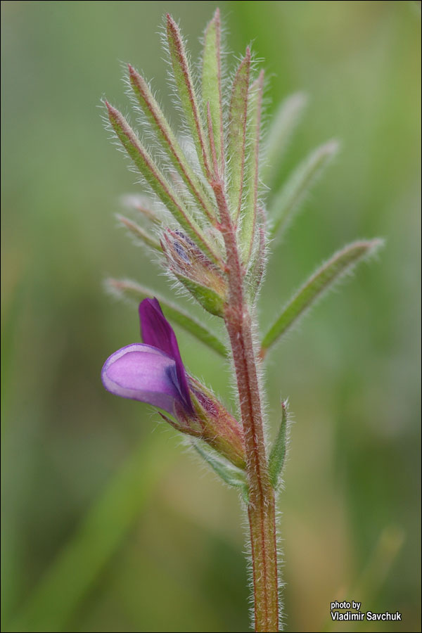 Изображение особи Vicia olbiensis.