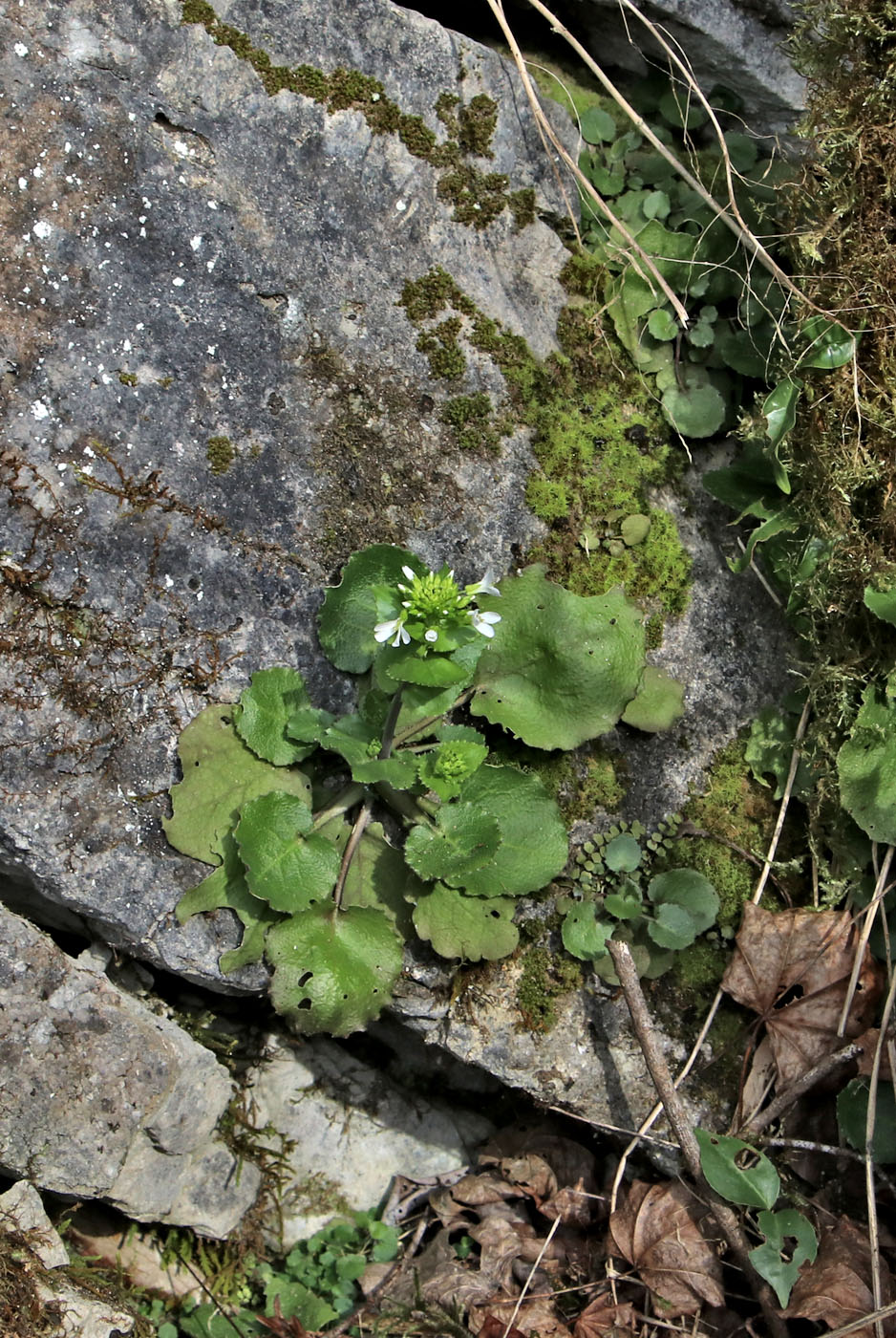 Image of Arabis nordmanniana specimen.