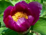 Paeonia daurica. Цветок. Крым, окр. г. Судак, северный склон горы Перчем, дубово-грабовый лес, возле грунтовой дороги. 23.04.2025.
