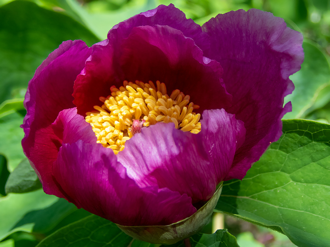 Изображение особи Paeonia daurica.