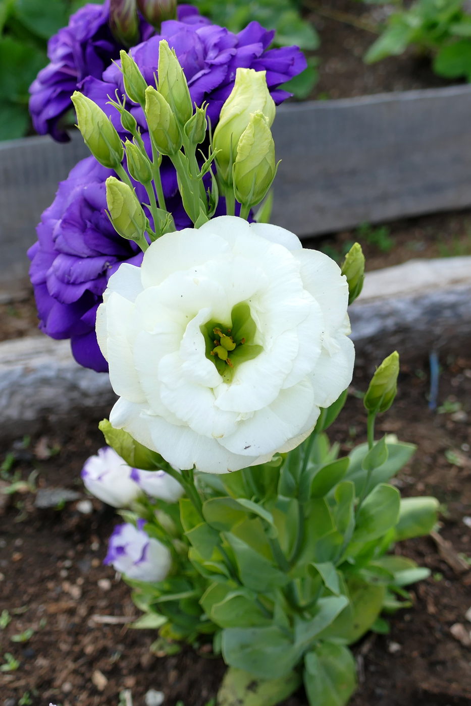 Image of Eustoma grandiflorum specimen.