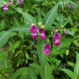Impatiens glandulifera