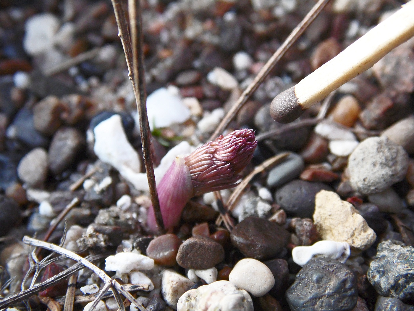 Image of Bilacunaria microcarpos specimen.