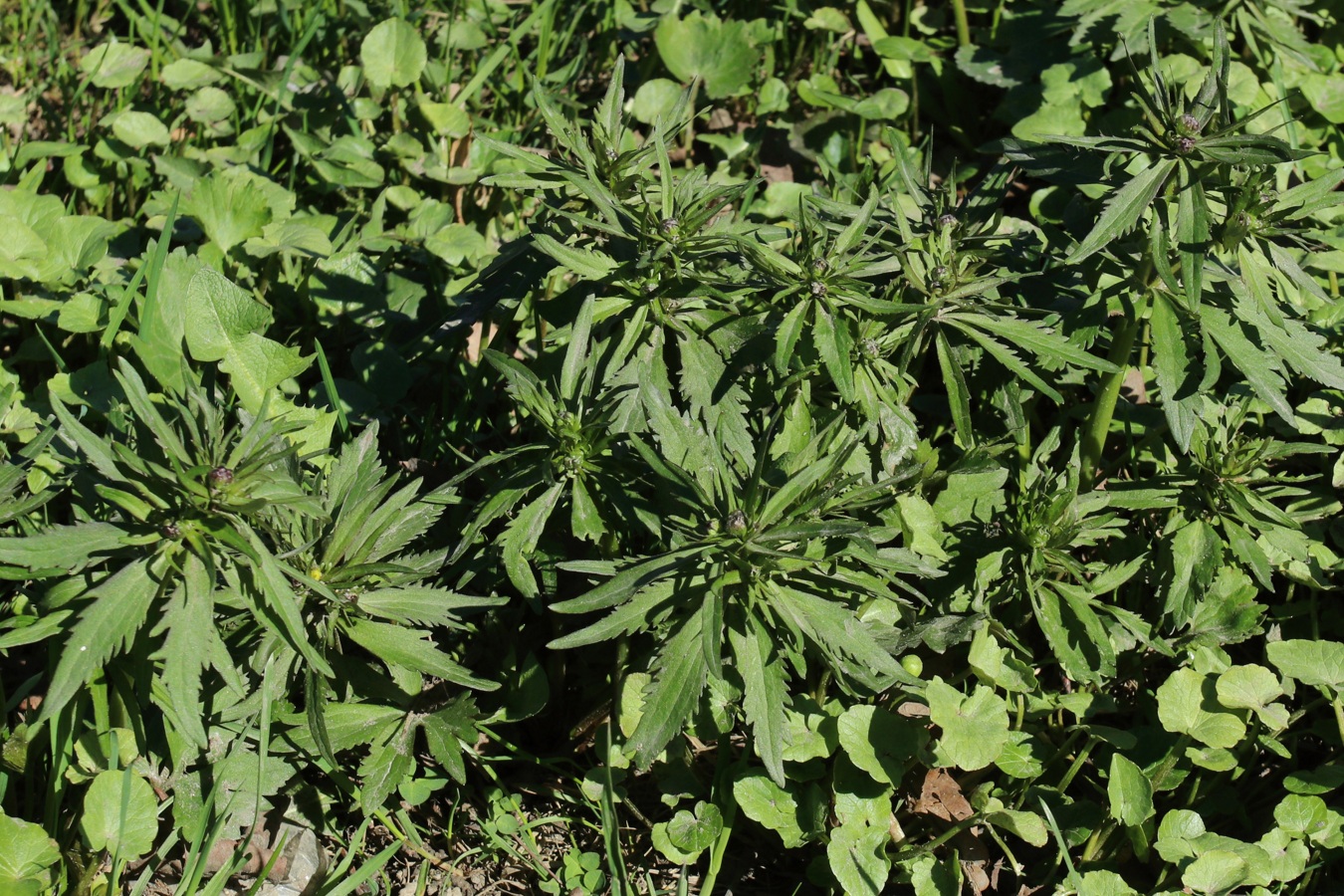 Изображение особи род Ranunculus.