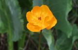 Trollius altaicus. Цветок. Казахстан, Туркестанская обл., окр. с. Жабаглы, ур. Иргалы, ок. 1600 м н.у.м., под снеговым пятном. 26 апреля 2026 г.