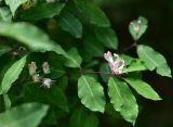 Lonicera steveniana