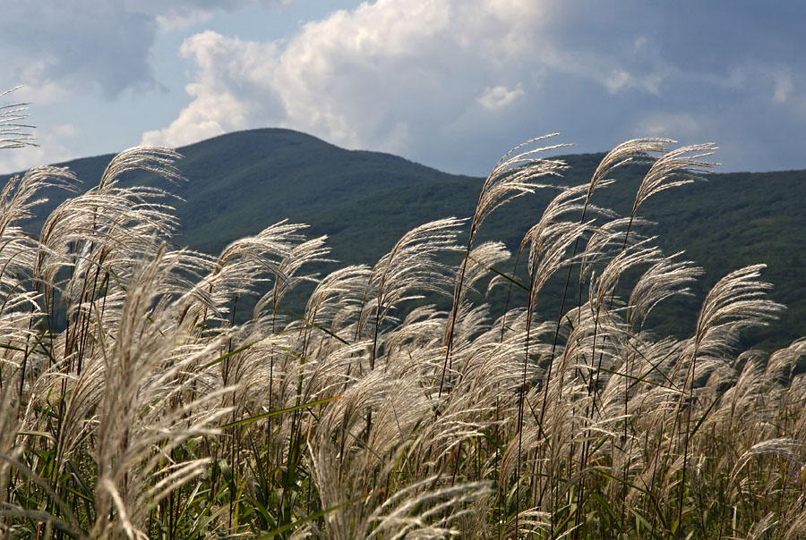 Изображение особи Miscanthus sacchariflorus.