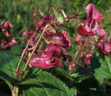 Impatiens glandulifera. Цветки, плоды и части листьев. Магаданская обл., г. Магадан, заросший глубокий пустырь, на обочине. 23.08.2025.