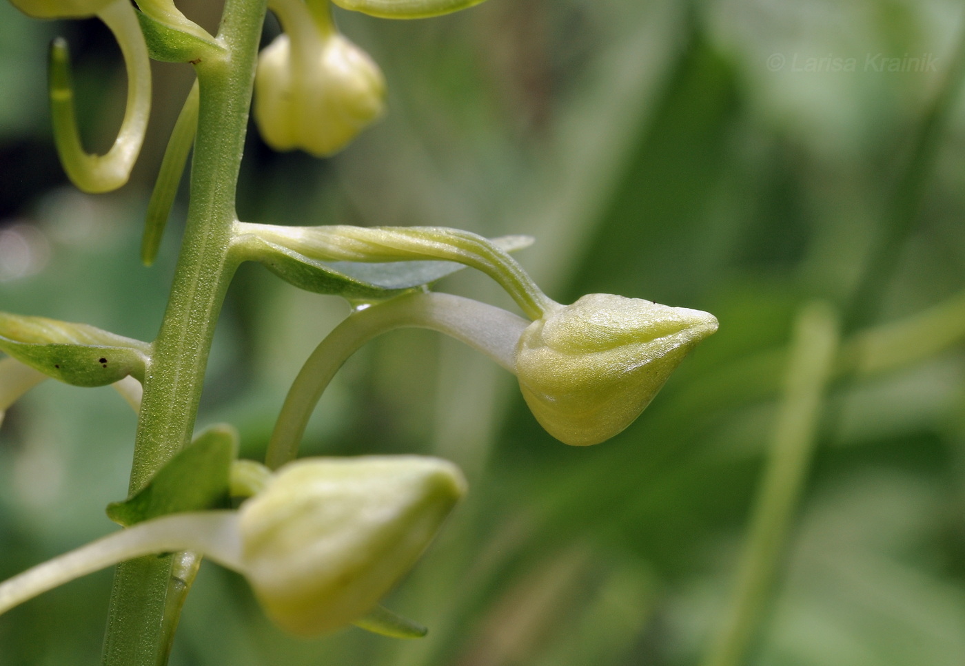 Изображение особи Platanthera densa.
