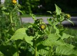 Inula helenium