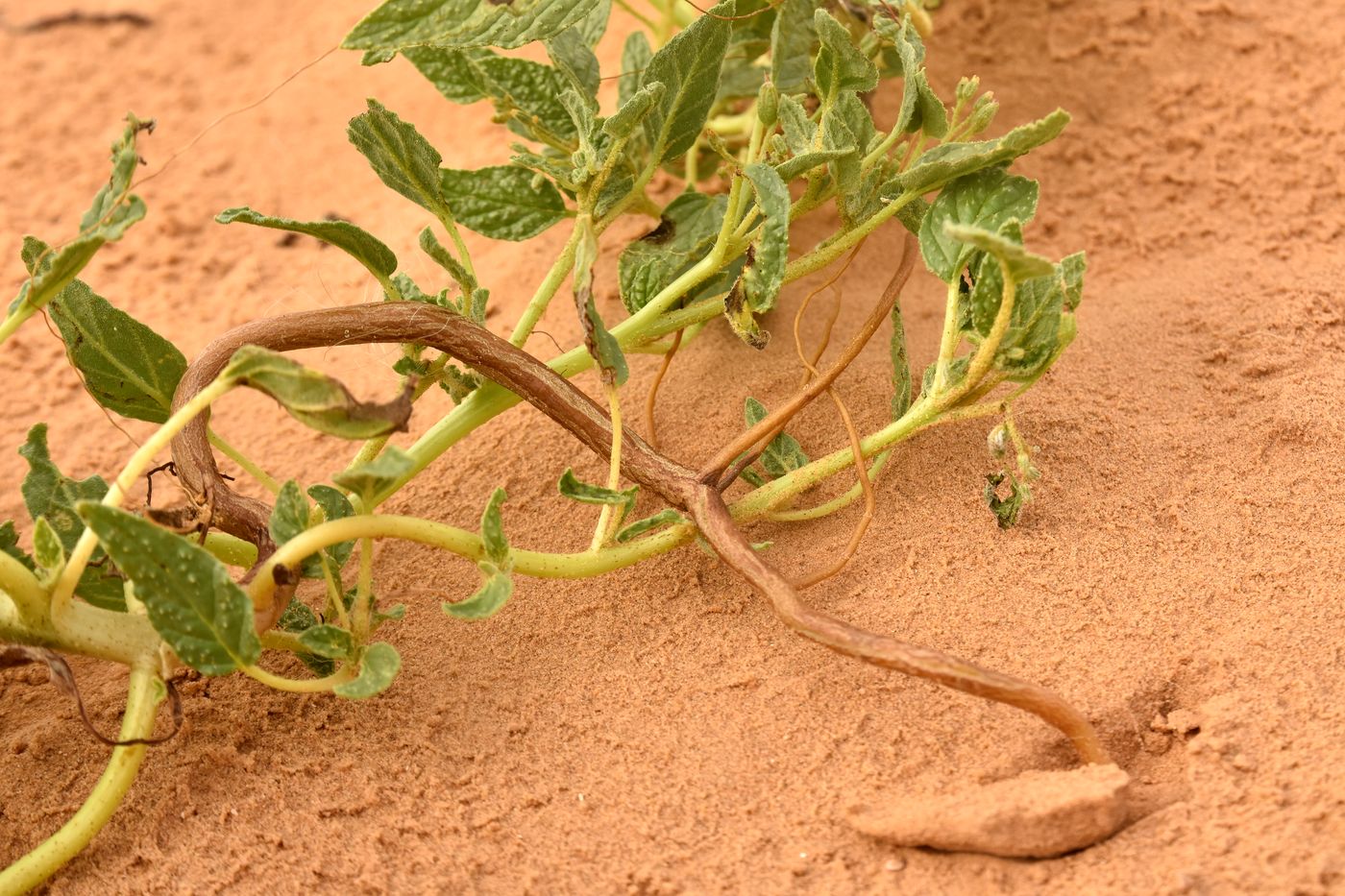 Image of Beruniella micrantha specimen.