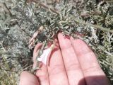 Convolvulus fruticosus. Часть ветви с цветками. Казахстан, Актюбинская обл., г. Актобе, окр. жилого массива \"Беккул баба\", подножие южного холма Омырау, полынники на каменистых почвах. 05.06.2026.