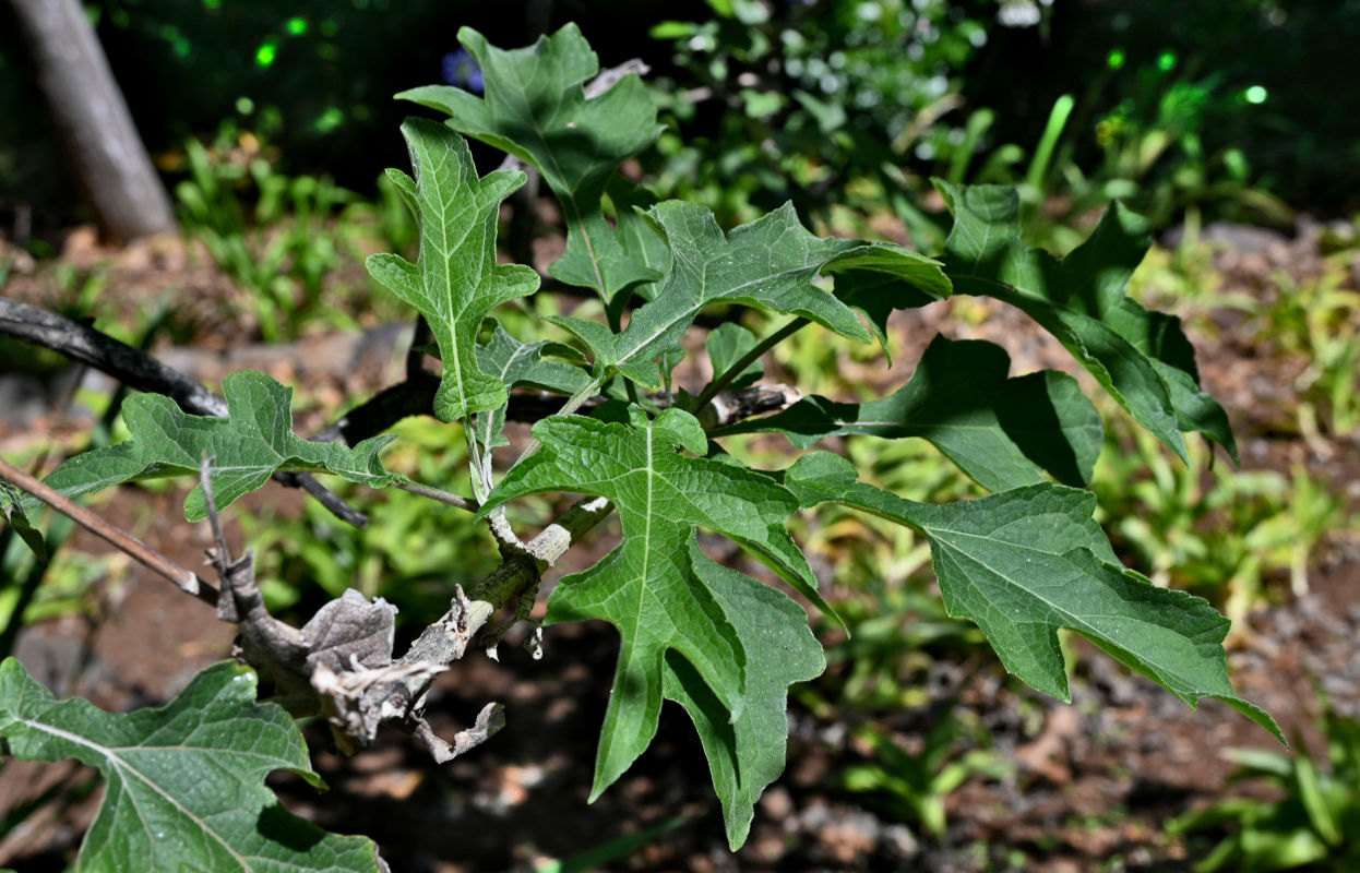 Image of Montanoa bipinnatifida specimen.