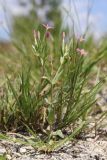 Centaurium pulchellum. Цветущее растение. Крым, Бахчисарай, берег вдхр. Эгиз-Оба. 03.08.2026.