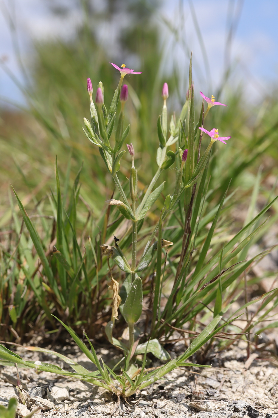 Изображение особи Centaurium pulchellum.