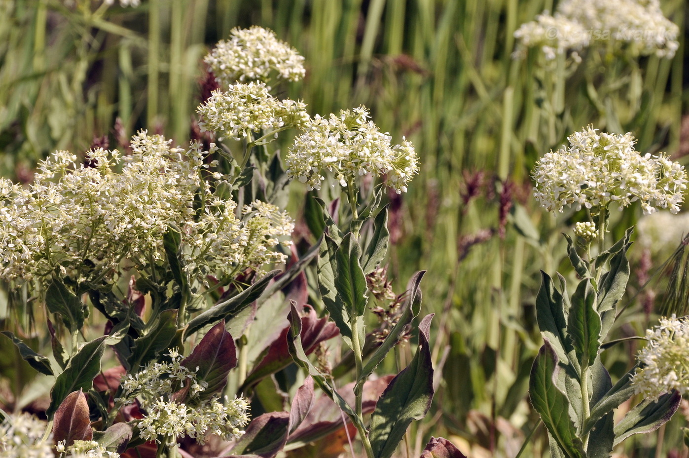 Image of Cardaria draba specimen.