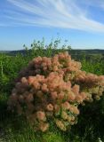 Cotinus coggygria. Плодоносящее растение. Ростовская обл., Усть-Донецкий р-н, окр. хут. Ольховый, балка Ольховая, степной склон зарастающий молодым байрачным лесом. 17.06.2026.