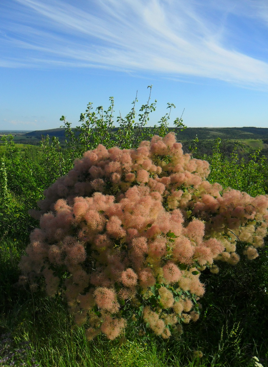 Image of Cotinus coggygria specimen.