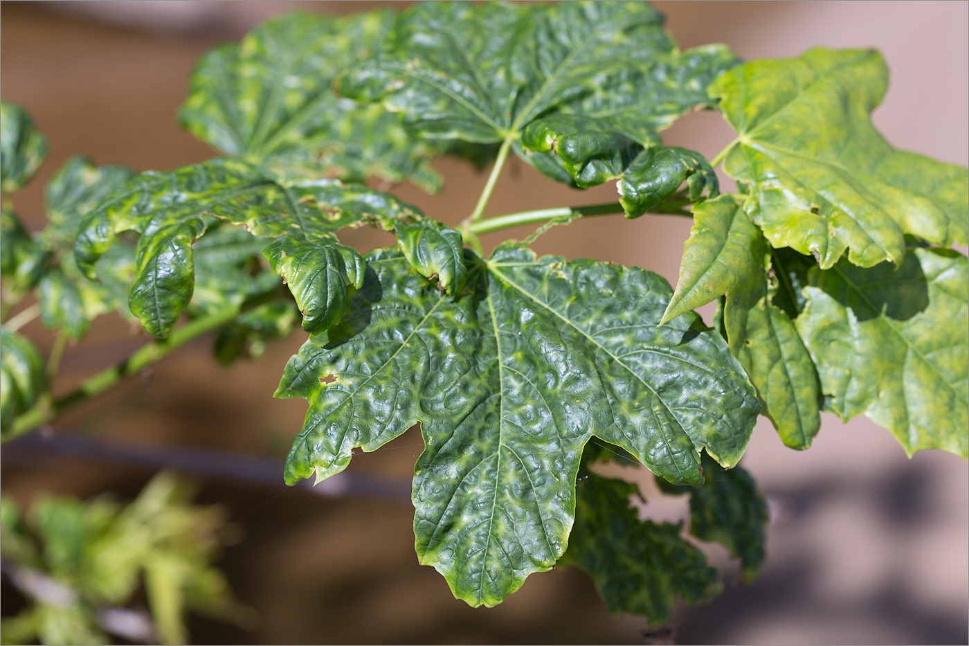 Изображение особи Acer platanoides.