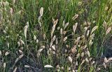 familia Poaceae. Плодоносящие растения. Португалия, г. Лиссабон, берег р. Тежу, окраина песчаного пляжа. 16.06.2026.