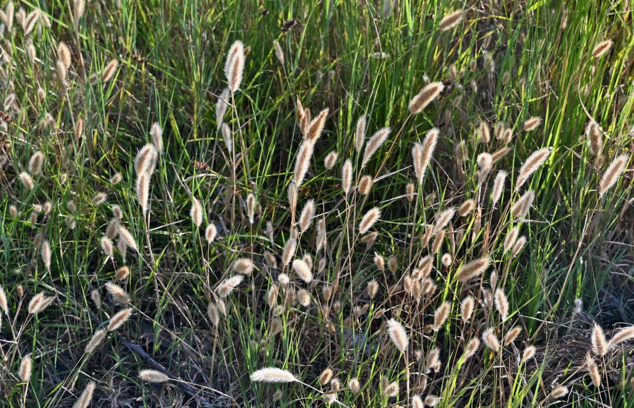Image of familia Poaceae specimen.