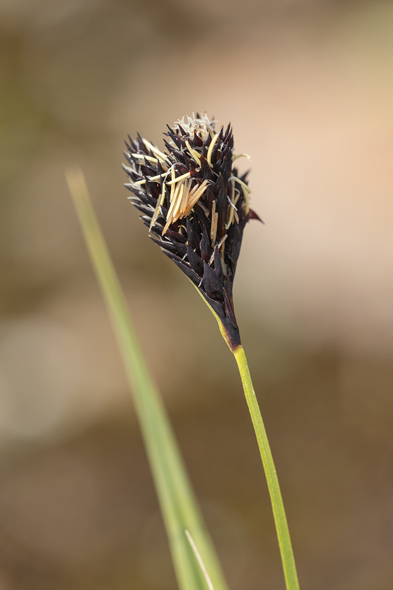 Image of Carex medwedewii specimen.