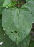 Clerodendrum bungei