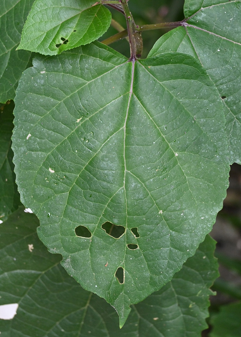 Image of Clerodendrum bungei specimen.