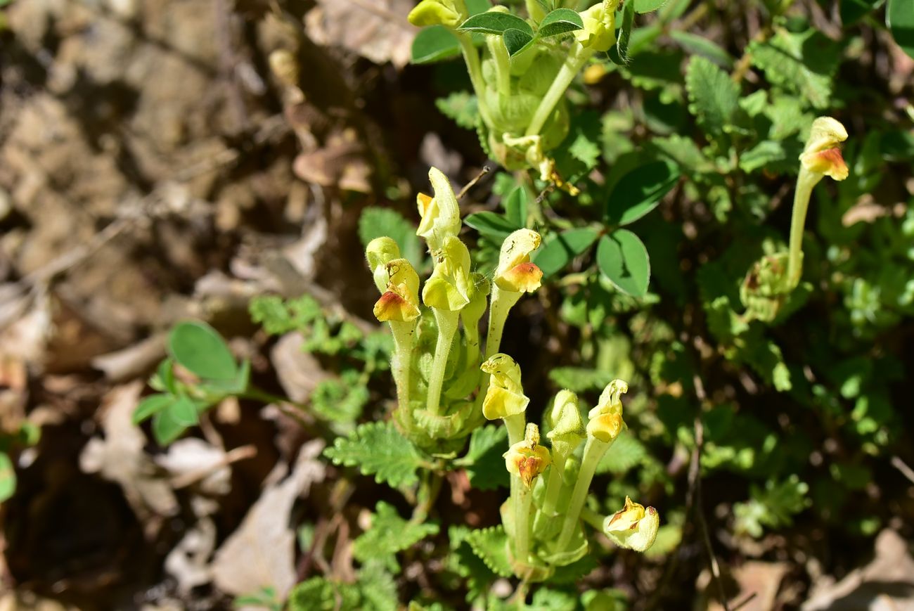 Image of Scutellaria orientalis specimen.