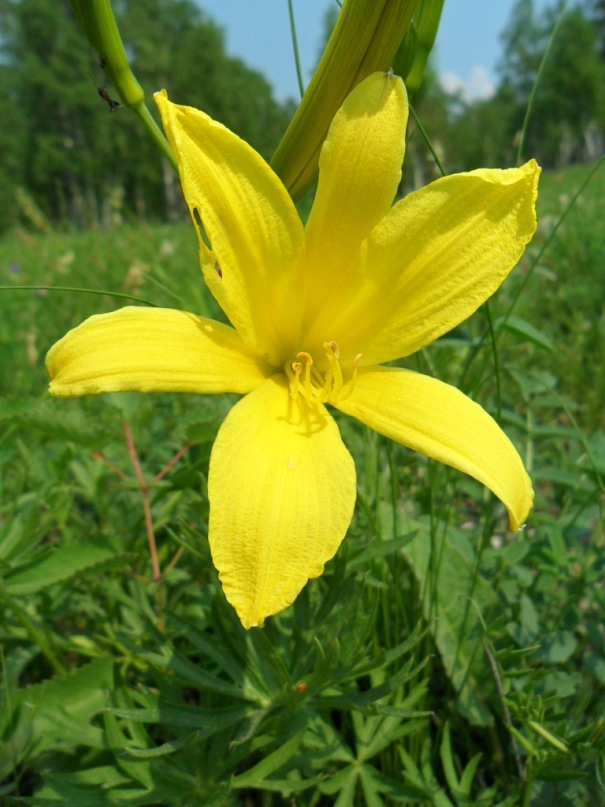 Изображение особи Hemerocallis lilio-asphodelus.