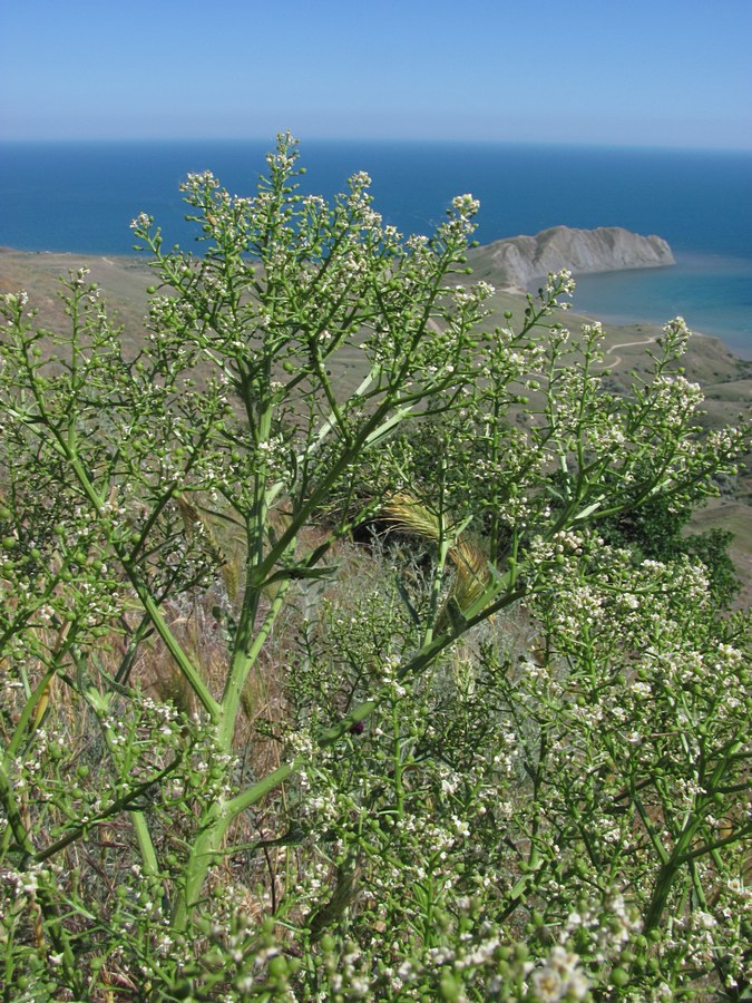 Изображение особи Crambe aspera.
