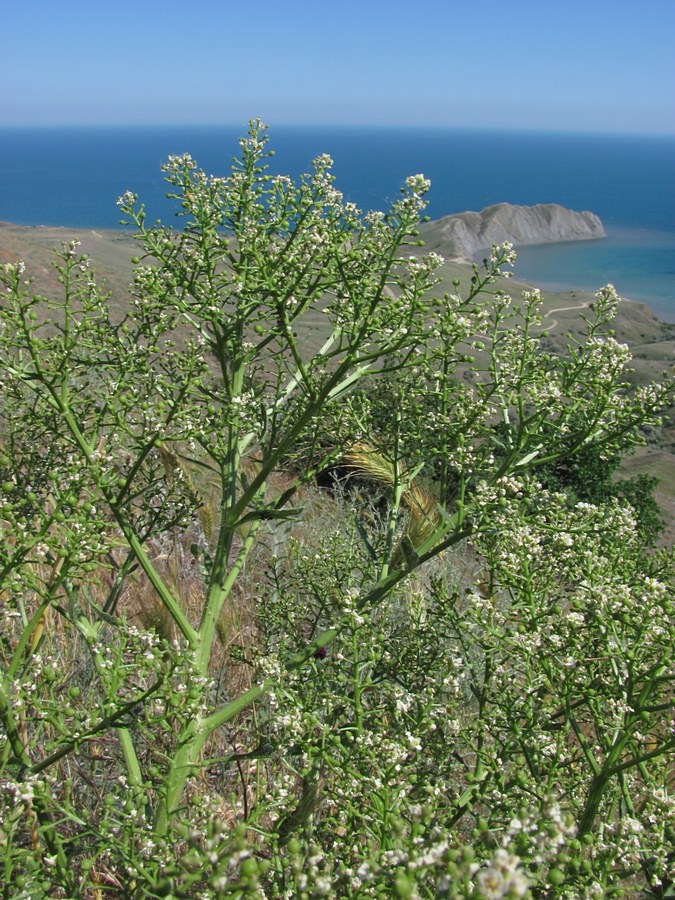 Изображение особи Crambe aspera.