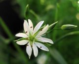 Stellaria graminea