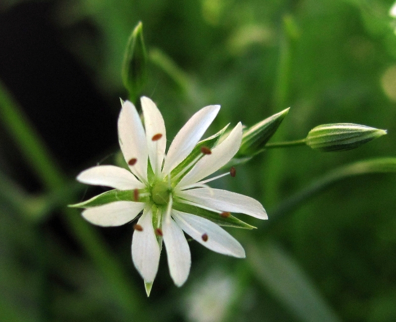 Изображение особи Stellaria graminea.