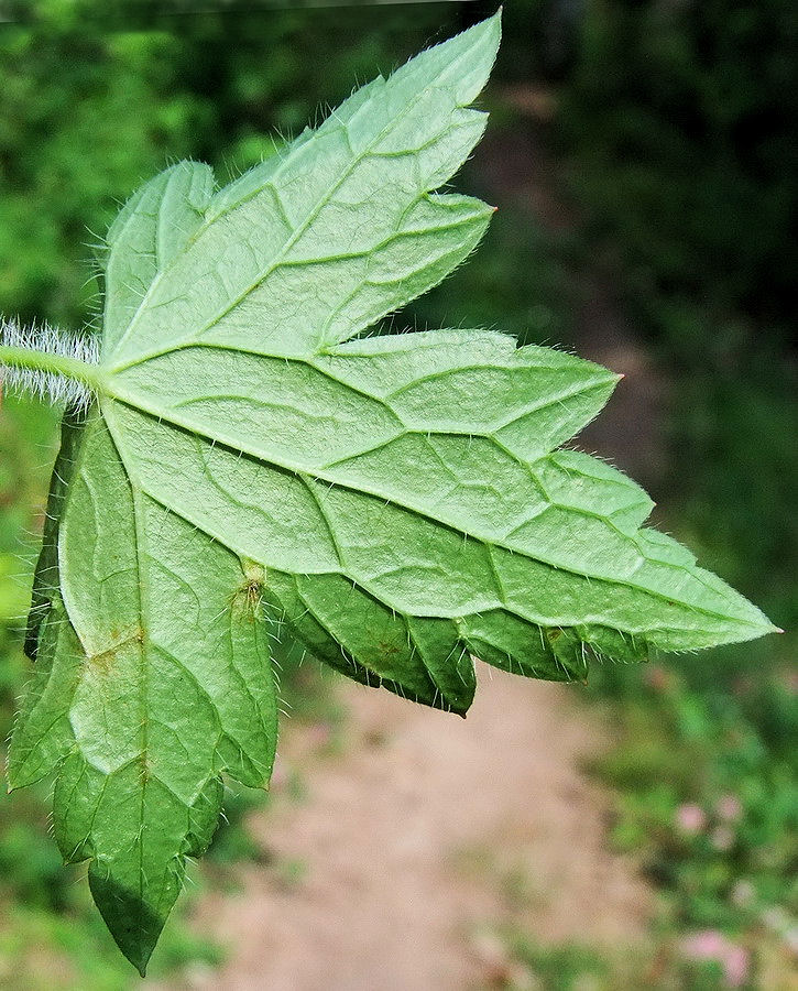 Image of Geranium maximowiczii specimen.
