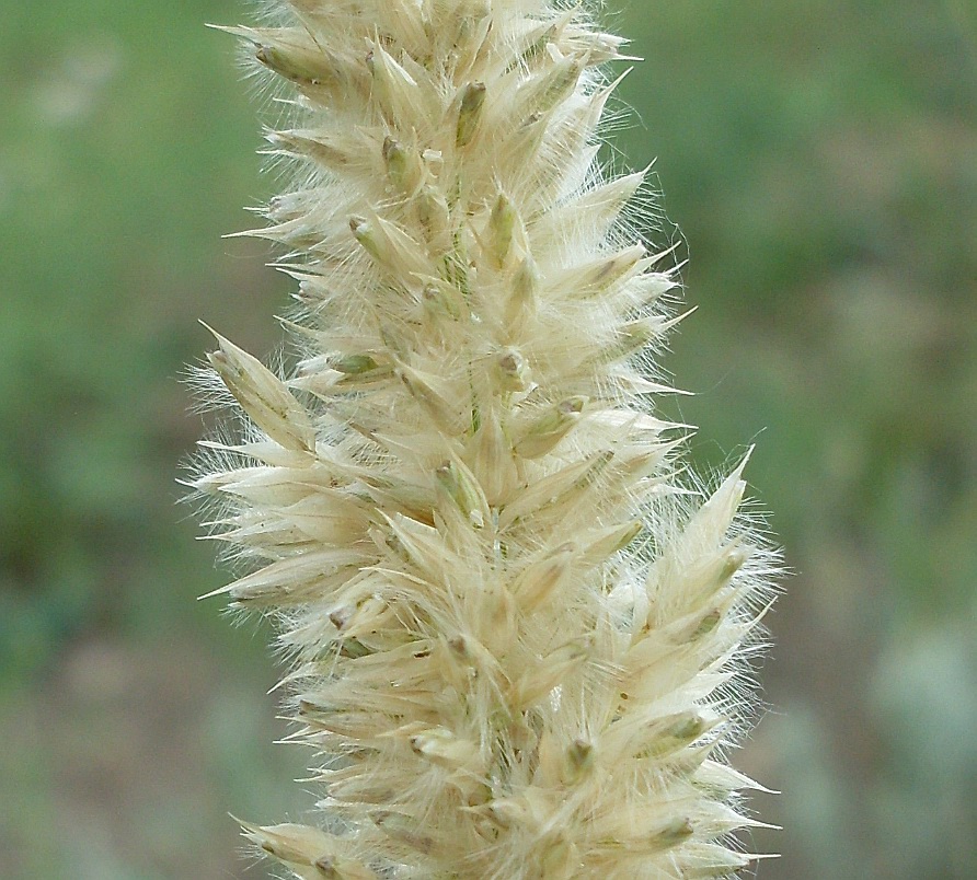 Image of Melica transsilvanica specimen.