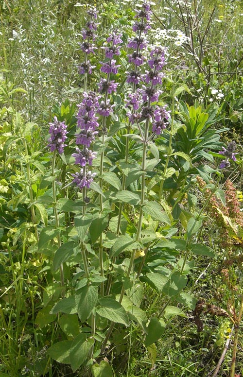 Изображение особи род Stachys.