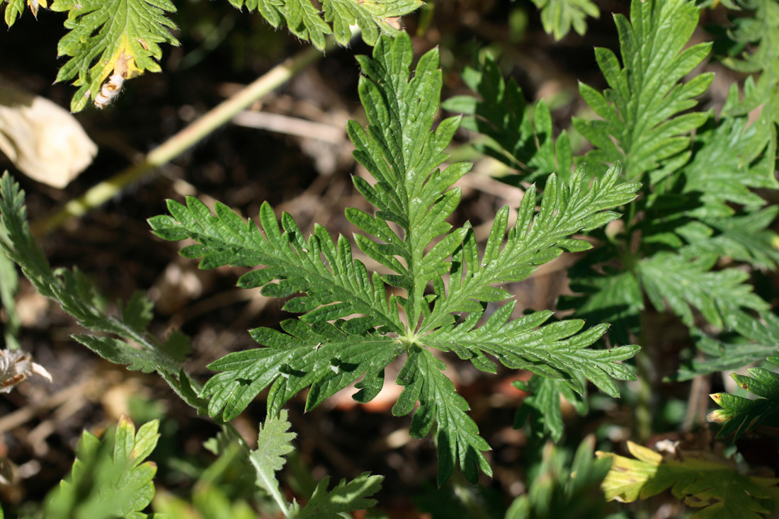 Image of Potentilla fedtschenkoana specimen.