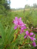 Chamaenerion angustifolium