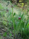 Rindera oblongifolia. Цветущее растение. Казахстан, Южно-Казахстанская обл., Угамский хр., ущ. р. Сазаната. 05.05.2011.