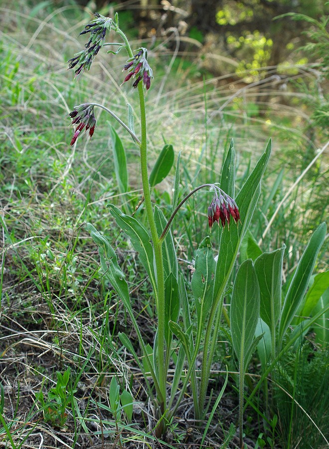 Image of Rindera oblongifolia specimen.