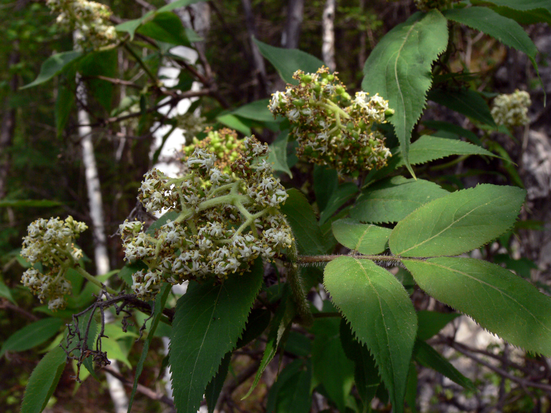 Image of Sambucus sibirica specimen.