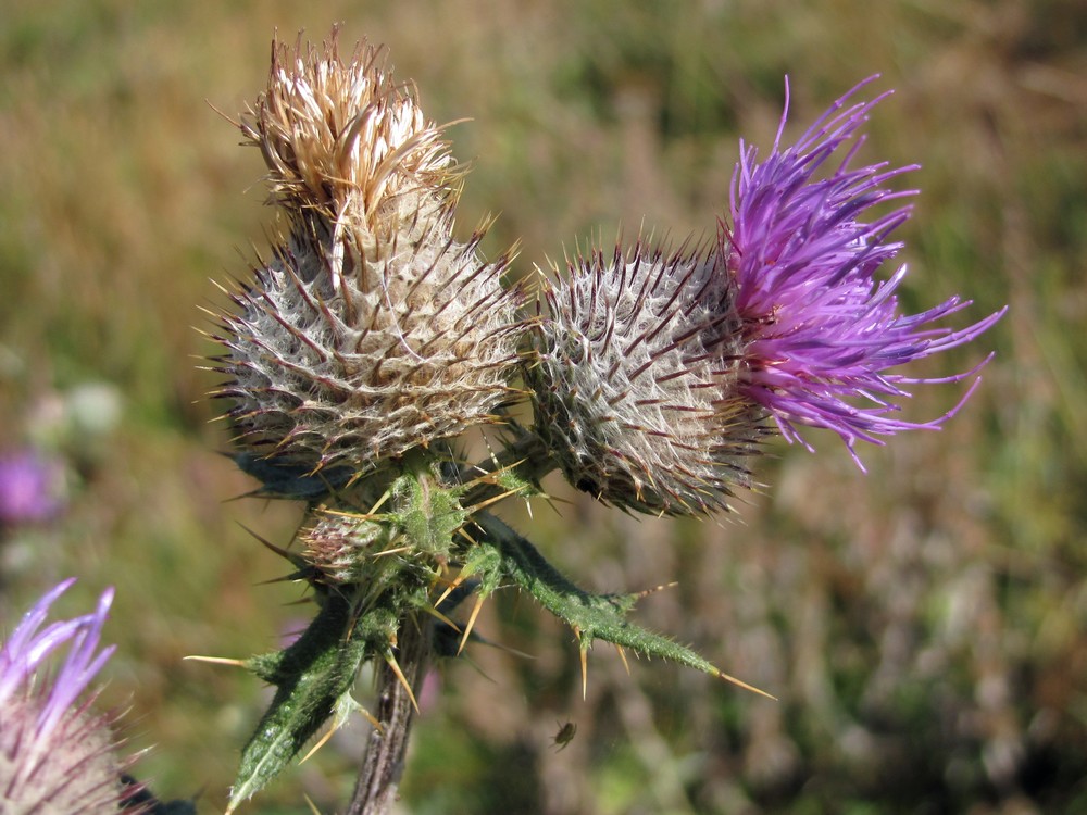 Image of Cirsium laniflorum specimen.