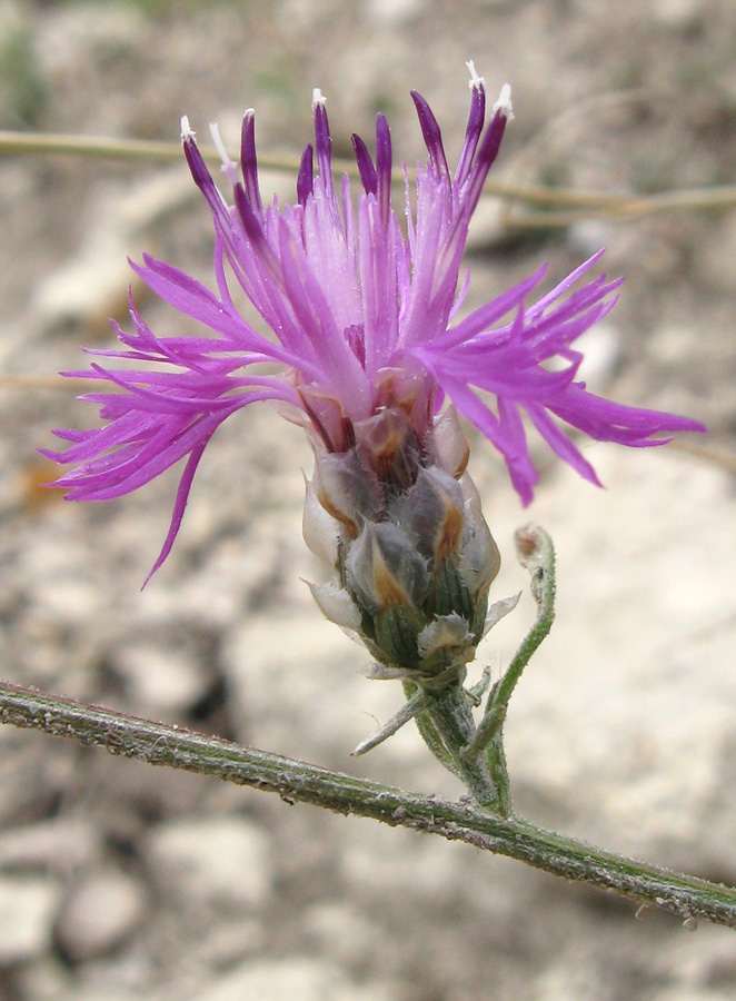 Изображение особи Centaurea sterilis.