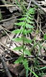 class Polypodiopsida