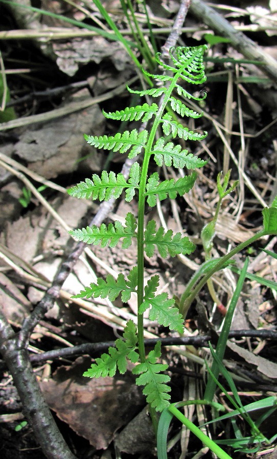 Image of class Polypodiopsida specimen.