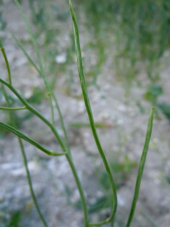 Image of Conringia orientalis specimen.