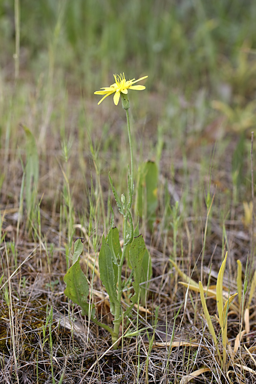 Image of Scorzonera tadshikorum specimen.