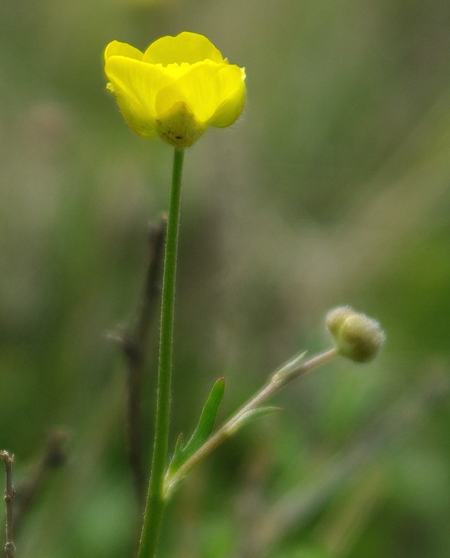 Изображение особи Ranunculus platyspermus.